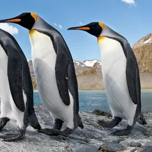 RF - King penguins (Aptenodytes patagonicus) at breeding colony. Gold Harbour, South Georgia, South Atlantic. (digitally stitched image) (This image may be licensed either as rights managed or royalty free.) RF - King penguins (Aptenodytes patagonicus) at breeding colony. Gold Harbour, South Georgia, South Atlantic. (digitally stitched image) (This image may be licensed either as rights managed or royalty free.)