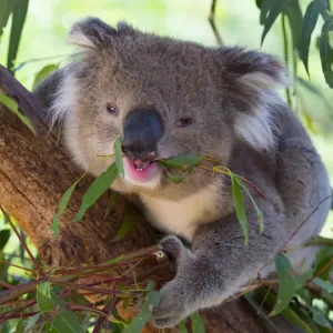 RF Koala Print - A koala eating leaves in Melbourne, Australia RF Koala Print - A koala eating leaves in Melbourne, Australia