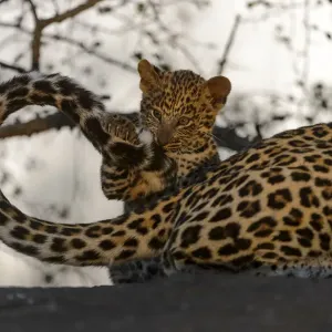 Leopard Cub Playing with Mother's Tail Print Leopard Cub Playing with Mother's Tail Print