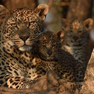 RF - Leopard (Panthera pardus) mother with cubs, Londolozi Private Game Reserve