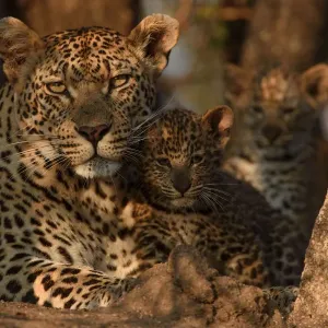 Print of a Leopard mother with her cubs in the wild Print of a Leopard mother with her cubs in the wild
