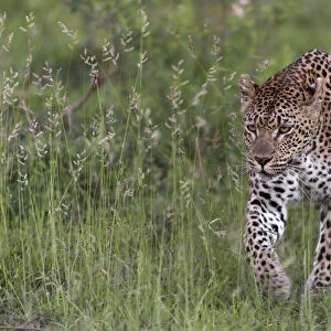 RF - Leopard (Panthera pardus) stalking prey, Londolozi Private Game Reserve, Sabi