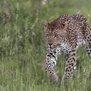 RF - Leopard Print, Londolozi Private Game Reserve RF - Leopard Print, Londolozi Private Game Reserve