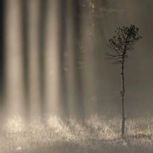 RF- Light shining through treesn in a woodland bog at dawn, Bergslagen, Sweden, June