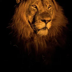 RF - Lion (Panthera leo) head portrait at night, Zimanga private game reserve, KwaZulu-Natal