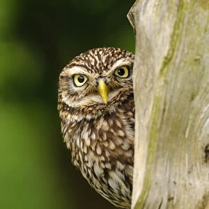 RF - Little owl (Athene noctua) on fence post in farmland, Surrey, England