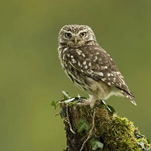 RF- Little Owl (Athene noctua) perched on tree stump covered in moss. Worcestershire, England, UK