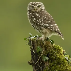 RF- Little Owl (Athene noctua) perched on tree stump covered in moss. Worcestershire, England, UK RF- Little Owl (Athene noctua) perched on tree stump covered in moss. Worcestershire, England, UK