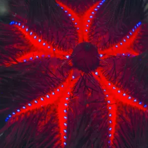 RF - Long-spined sea urchin (Astropyga radiata)