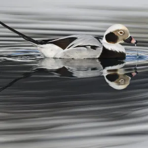 RF - Long-tailed duck or Old-squaw (Clangula hyemalis) male, Varanger Peninsula, Norway