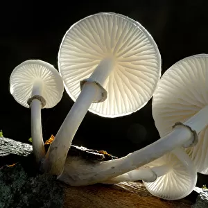 RF- Looking up under the gills of toadstools of Porcelain fungus (Oudemansiella mucida)
