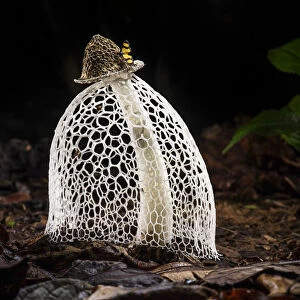 RF - Maidens veil / Bridal veil fungus (Phallus indusiatus) with indusium fully formed