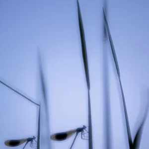 RF - Male banded demoiselles (Calopteryx splendens), roosting among reeds, silhouetted