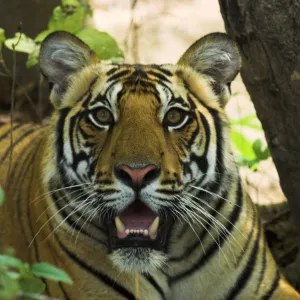 RF- Male Bengal Tiger (Panthera tigris tigris) face portrait in undergrowth, Kanha National Park