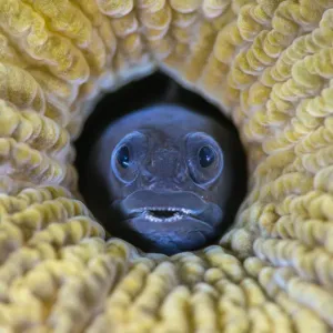 Male Blackhead Blenny Print, Brain Coral