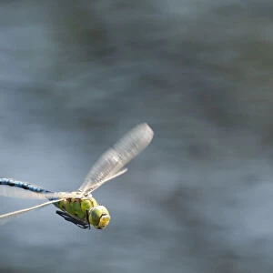 RF- Male Emperor Dragonfly (Anax imperator) in flight, Arne RSPB reserve, Dorset, England, UK, July
