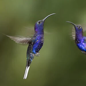 RF - Male Violet Sabrewing hummingbirds (Campylopterus hemileucurus) hovering in flight sequence