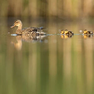 RF - Mallard (Anas platyrhynchos) female swimming with with young chicks following