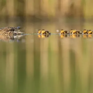 RF - Canard colvert (Anas platyrhynchos) femelle nageant avec des poussins suivant. RF - Canard colvert (Anas platyrhynchos) femelle nageant avec des poussins suivant.