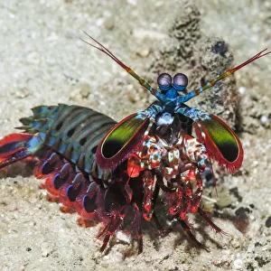 RF - Mantis shrimp (Odontodactylus scyllarus) on walk about on coral reef. Puerto Galera