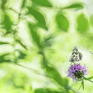 RF - Marbled white butterfly (Melanargia galathea) on knapweed, with soft focus leaves, Aosta Valley, Gran Paradiso National Park, Italy