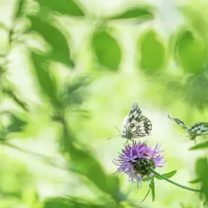 Marbled White Butterfly Print on Knapweed