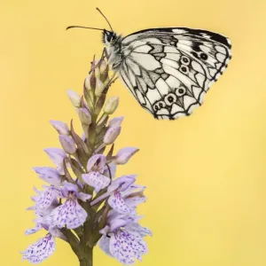 Marbled White Butterfly Print on Common Spotted Orchid Marbled White Butterfly Print on Common Spotted Orchid