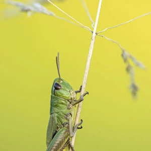 RF- Meadow Grasshopper (Chorthippus parallelus) sub adult, Vealand farm, Devon, UK. July