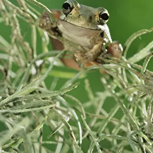 RF- Mexican treefrog 1+Smilisca baudinii+2 on Spanish moss. Texas, USA