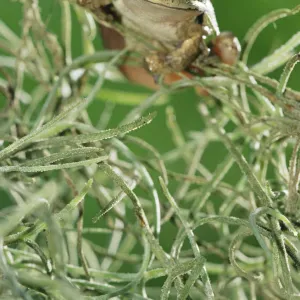 RF- Mexican treefrog 1+Smilisca baudinii+2 on Spanish moss. Texas, USA