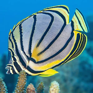 RF - Meyers butterflyfish (Chaetodon meyeri) feeding on hard coral (Acropora sp. ) on a reef. Laamu Atoll, Maldives, Indian Ocean. (This image may be licensed either as rights managed or royalty free. )