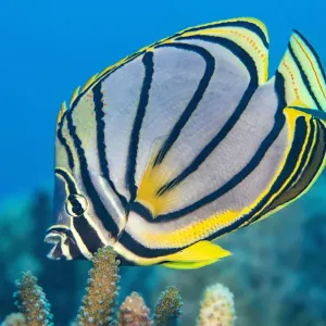 Meyers butterflyfish feeding on hard coral, Print