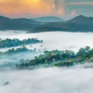 RF - Mist hanging over Lowland Dipterocarp Rainforest just after sunrise. Danum Valley Conservation Area, Sabah, Borneo. (This image may be licensed either as rights managed or royalty free.) RF - Mist hanging over Lowland Dipterocarp Rainforest just after sunrise. Danum Valley Conservation Area, Sabah, Borneo. (This image may be licensed either as rights managed or royalty free.)