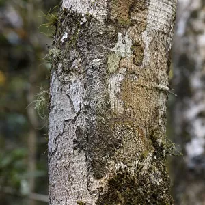 RF - Mossy Leaf-tailed Gecko (Uroplatus sikorae) resting and camouflaged on tree