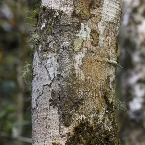 RF - Mossy Leaf-tailed Gecko (Uroplatus sikorae) resting and camouflaged on tree