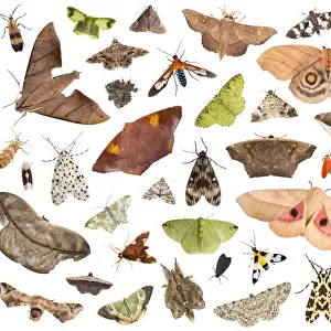 RF - Moths attracted to light trap in rainforest, on white background, image composite montage