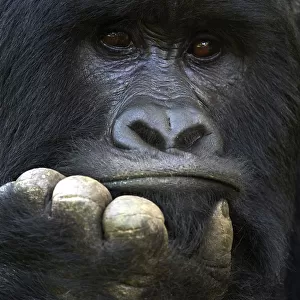 RF - Mountain gorilla (Gorilla beringei beringei) silverback male, portrait, member