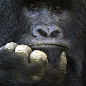 RF - Mountain gorilla (Gorilla beringei beringei) silverback male, portrait, member