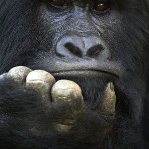 Mountain Gorilla Print - Silverback Portrait, Mgahinga National Park Mountain Gorilla Print - Silverback Portrait, Mgahinga National Park