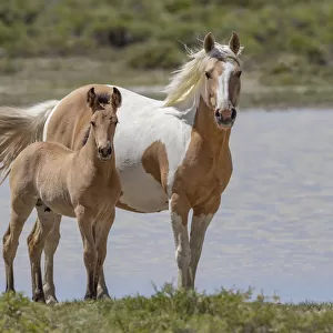 RF - Mustang mare and foal standing in front of water body. Red Desert Complex, Wyoming