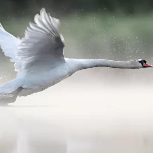 RF - Mute swan (Cygnus olor) taking off from a pond Valkenhorst Nature Reserve, Valkenswaard, the Netherlands June