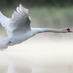 RF - Cygne noir (Cygnus olor) décollant d'un étang Réserve naturelle de Valkenhorst, Valkenswaard, les Pays-Bas Juin. RF - Cygne noir (Cygnus olor) décollant d'un étang Réserve naturelle de Valkenhorst, Valkenswaard, les Pays-Bas Juin.