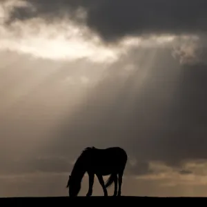 RF- New Forest pony near Bratley View, New Forest, Hampshire, UK. November