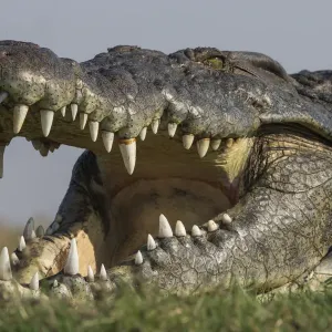 Nile Crocodile Head Print Nile Crocodile Head Print