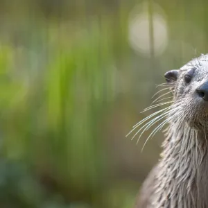 RF- North American river otter (Lutra canadensis) captive, occurs in North America