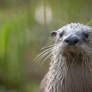 North American River Otter Print North American River Otter Print