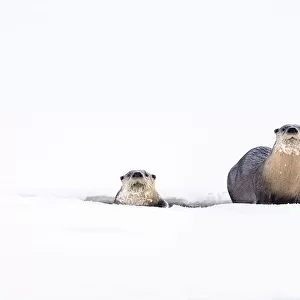RF - North American river otters (Lutra canadiensis) on the frozen river edge