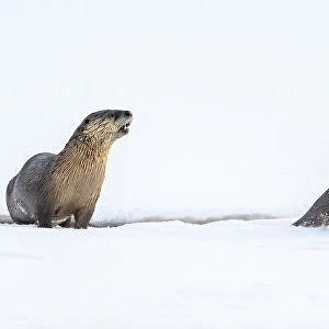 RF - North American river otters (Lontra canadensis) (probably female with two juveniles