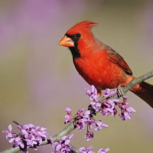 RF- Northern Cardinal (Cardinalis cardinalis) male perched on branch of flowering Eastern