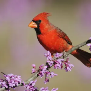 RF - Cardinal à tête rouge (Cardinalis cardinalis) mâle perché sur une branche de fleurs d'Est. RF - Cardinal à tête rouge (Cardinalis cardinalis) mâle perché sur une branche de fleurs d'Est.
